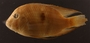 Geophagus brasiliensis itapicuruensis FMNH 54365